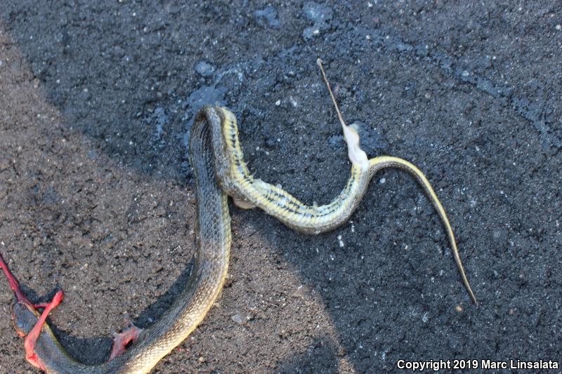 Glossy Crayfish Snake (Regina rigida)