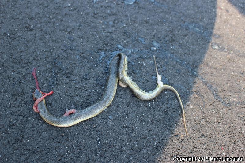 Glossy Crayfish Snake (Regina rigida)