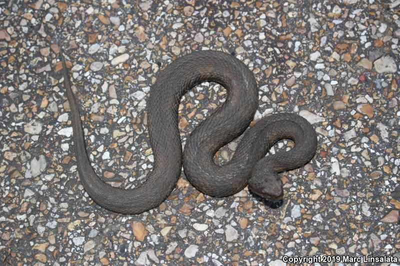 Western Cottonmouth (Agkistrodon piscivorus leucostoma)