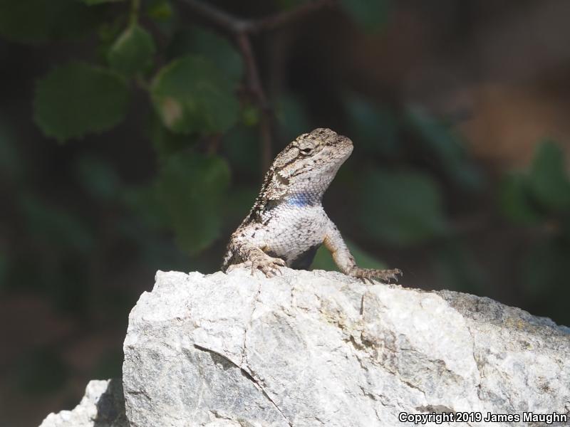 Coast Range Fence Lizard (Sceloporus occidentalis bocourtii)