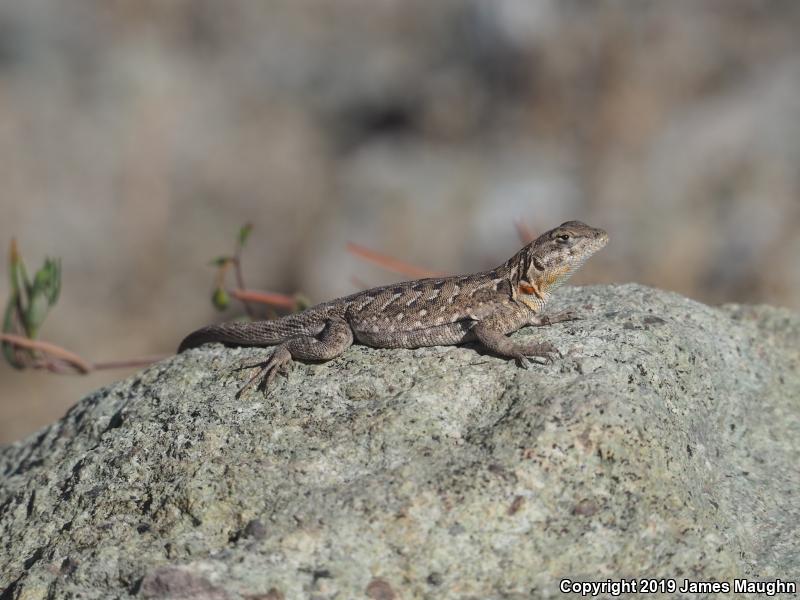 Western Side-blotched Lizard (Uta stansburiana elegans)