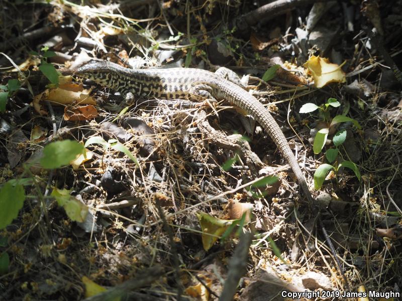 California Whiptail (Aspidoscelis tigris munda)