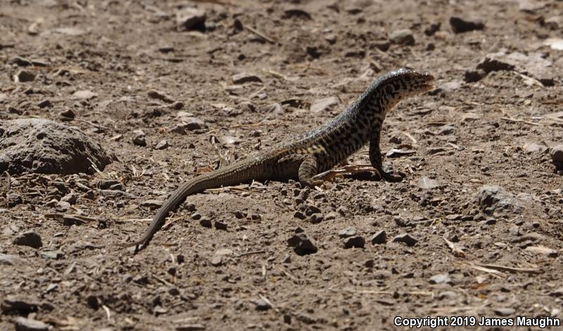 California Whiptail (Aspidoscelis tigris munda)