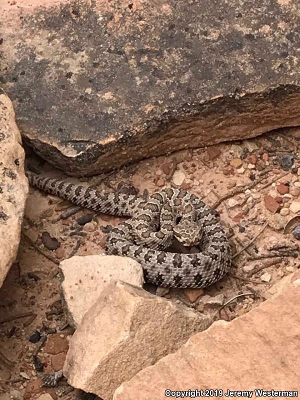 Midget Faded Rattlesnake (Crotalus oreganus concolor)