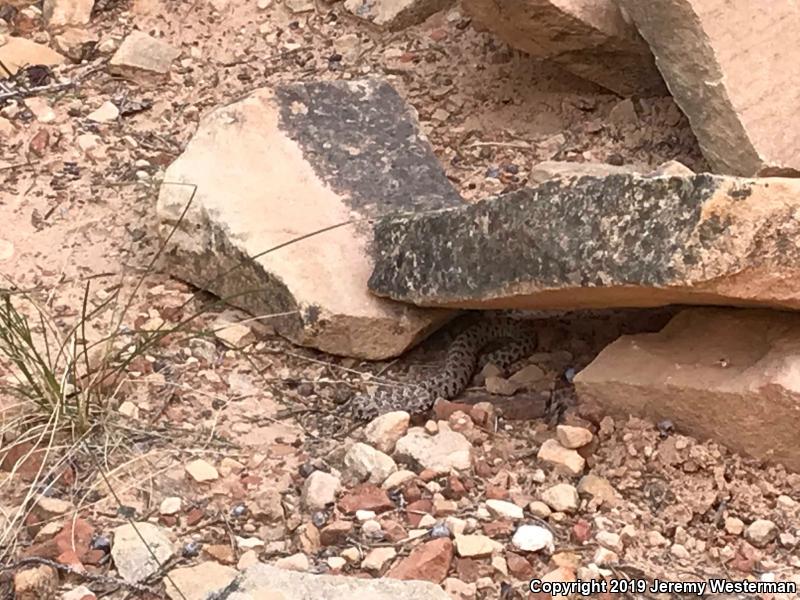 Midget Faded Rattlesnake (Crotalus oreganus concolor)