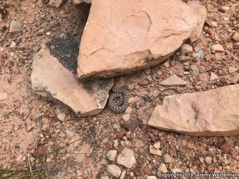 Midget Faded Rattlesnake (Crotalus oreganus concolor)