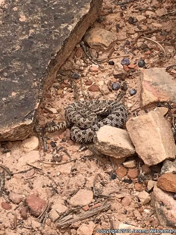 Midget Faded Rattlesnake (Crotalus oreganus concolor)