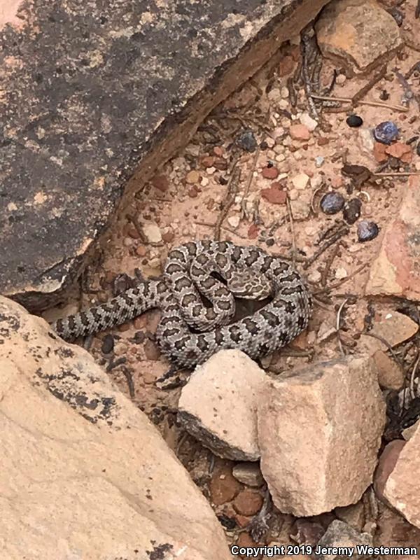 Midget Faded Rattlesnake (Crotalus oreganus concolor)