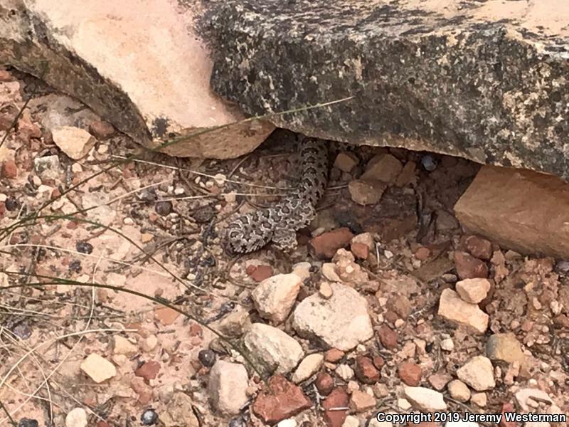 Midget Faded Rattlesnake (Crotalus oreganus concolor)