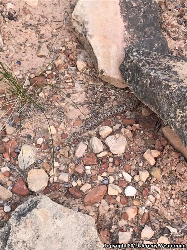 Midget Faded Rattlesnake (Crotalus oreganus concolor)