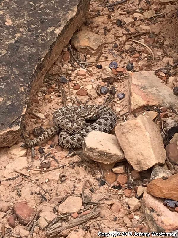 Midget Faded Rattlesnake (Crotalus oreganus concolor)