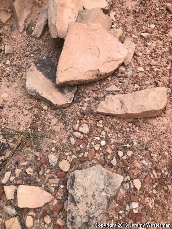 Midget Faded Rattlesnake (Crotalus oreganus concolor)