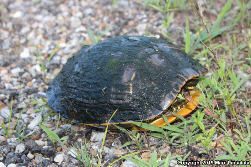 Red-eared Slider (Trachemys scripta elegans)