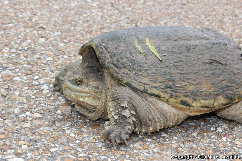 Eastern Snapping Turtle (Chelydra serpentina serpentina)