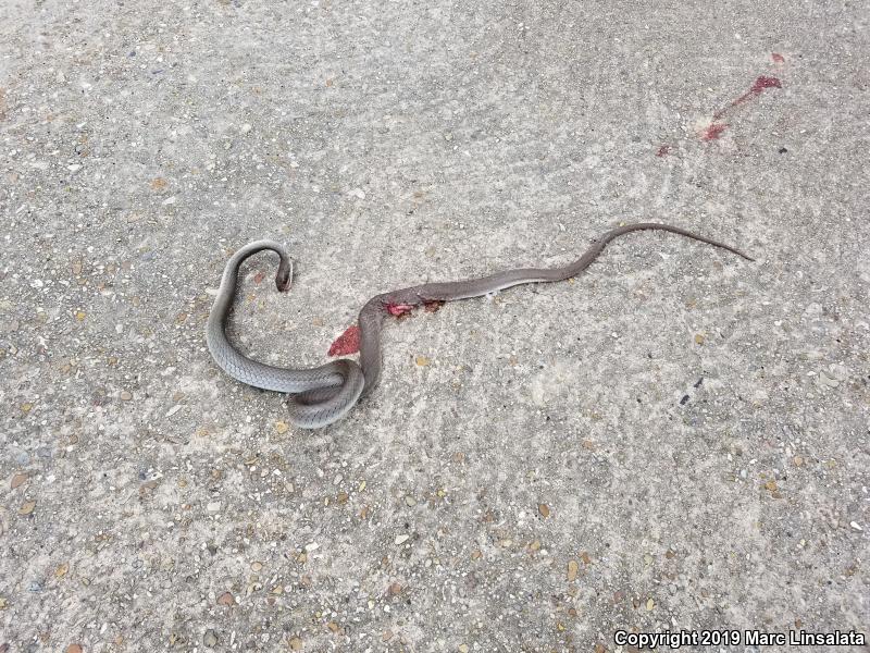 Black-masked Racer (Coluber constrictor latrunculus)