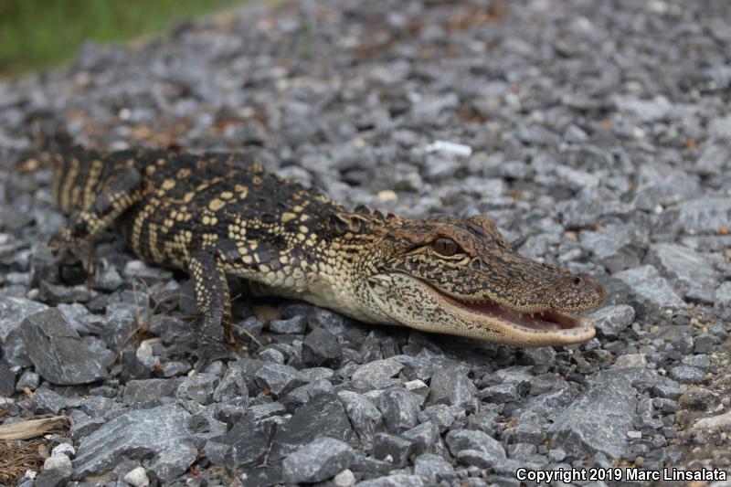 American Alligator (Alligator mississippiensis)