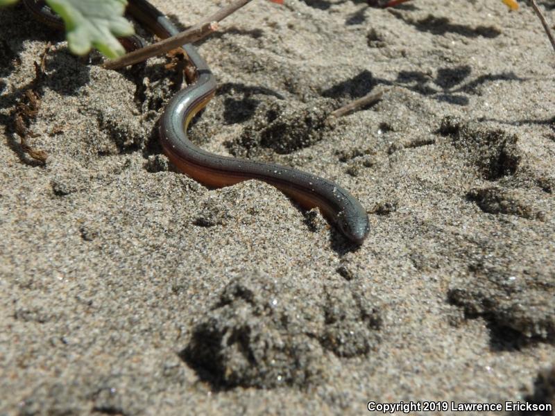 California Legless Lizard (Anniella pulchra)