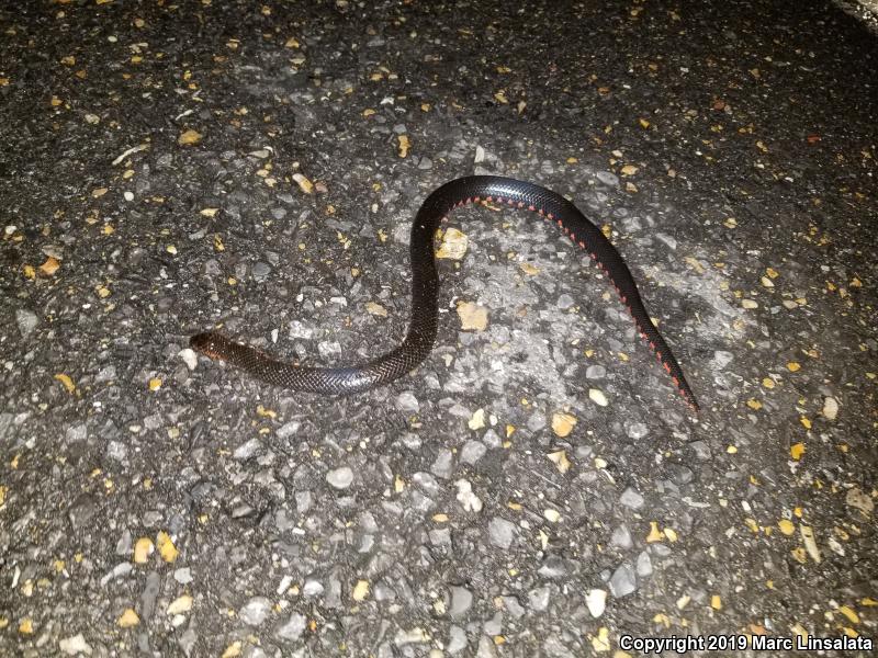 Western Mudsnake (Farancia abacura reinwardtii)