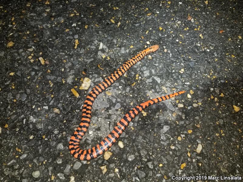 Western Mudsnake (Farancia abacura reinwardtii)