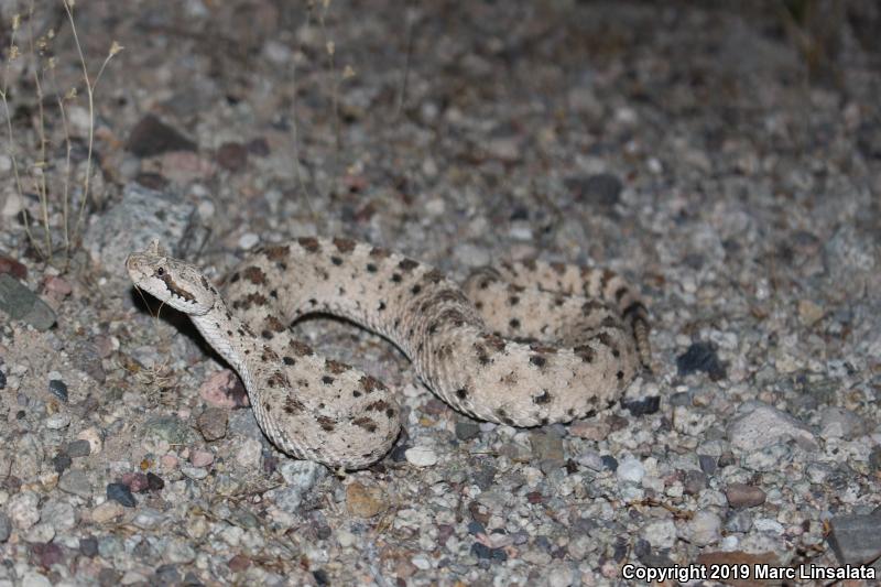 Mojave Desert Sidewinder (Crotalus cerastes cerastes)