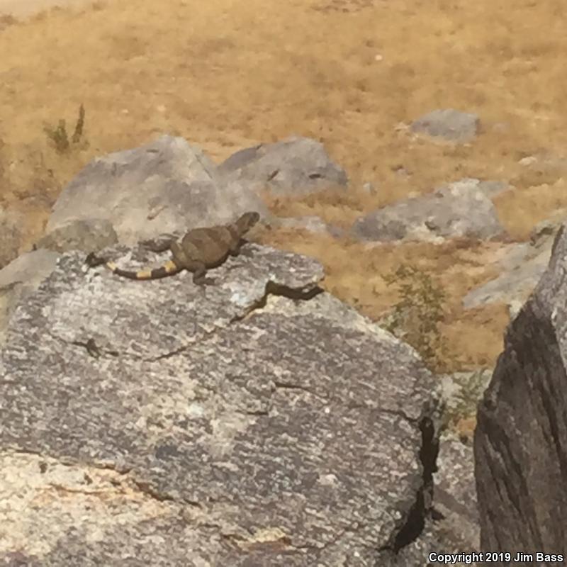 Common Chuckwalla (Sauromalus ater)