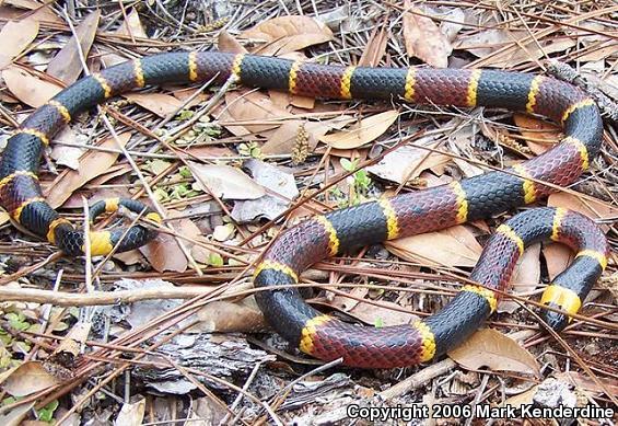 Eastern Coral Snake (Micrurus fulvius)