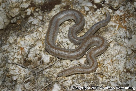 Coastal Rosy Boa (Lichanura trivirgata roseofusca)