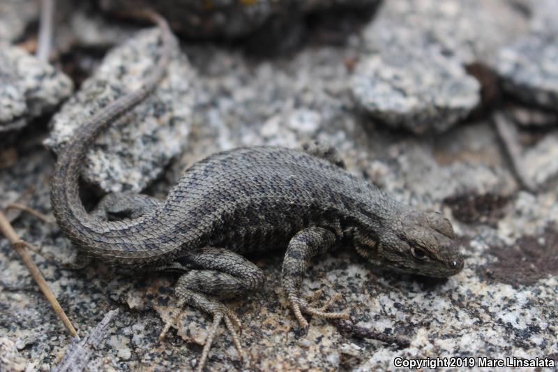 Western Sagebrush Lizard (Sceloporus graciosus gracilis)