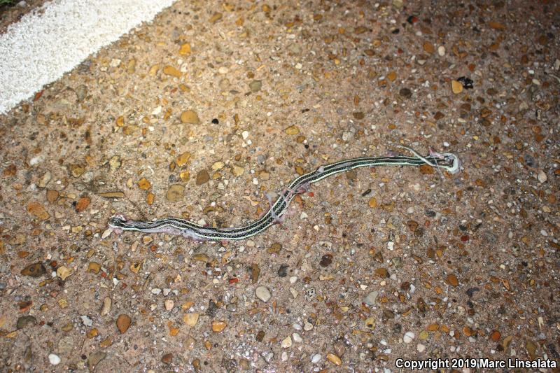 Gulf Coast Ribbonsnake (Thamnophis proximus orarius)