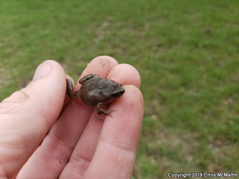 Western Narrow-mouthed Toad (Gastrophryne olivacea olivacea)