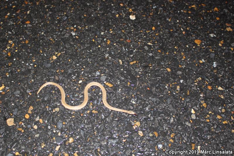 Marsh Brownsnake (Storeria dekayi limnetes)