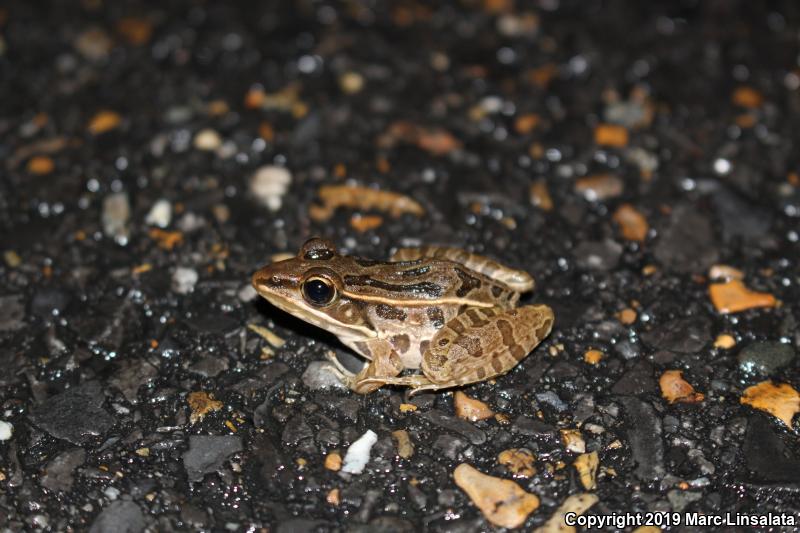 Southern Leopard Frog (Lithobates sphenocephalus utricularius)