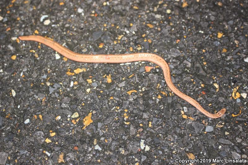 Marsh Brownsnake (Storeria dekayi limnetes)