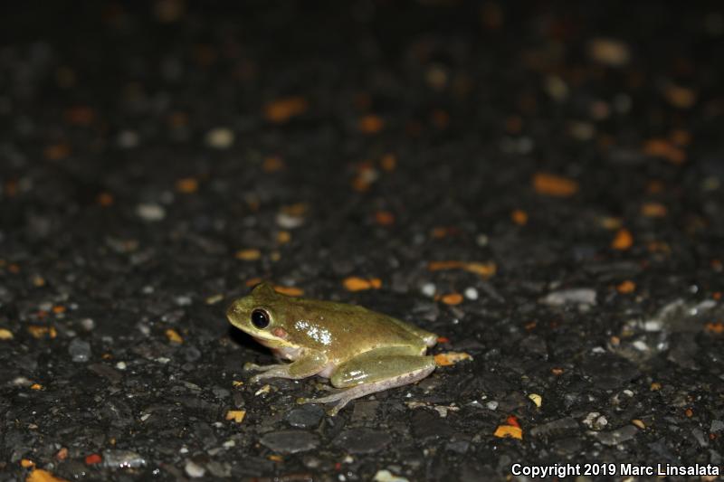 Squirrel Treefrog (Hyla squirella)