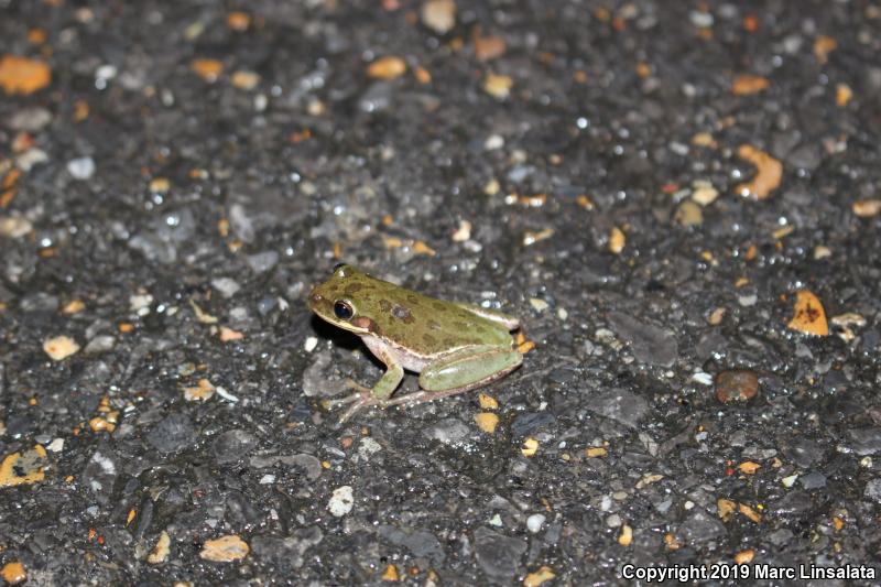 Squirrel Treefrog (Hyla squirella)