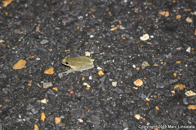 Squirrel Treefrog (Hyla squirella)