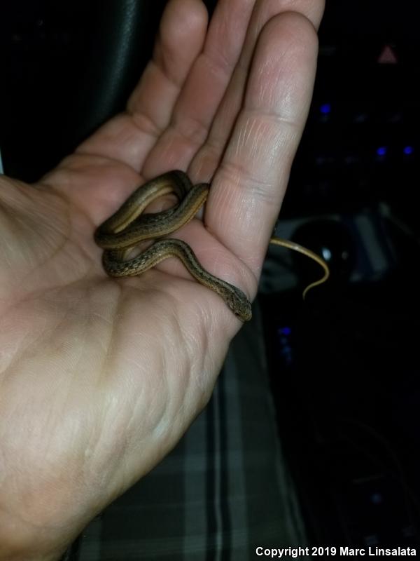 Marsh Brownsnake (Storeria dekayi limnetes)