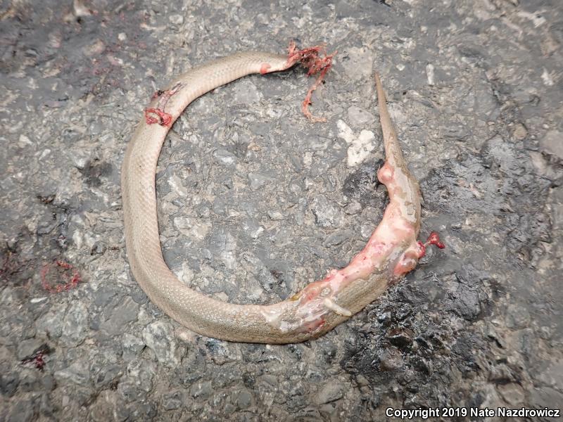 Eastern Smooth Earthsnake (Virginia valeriae valeriae)