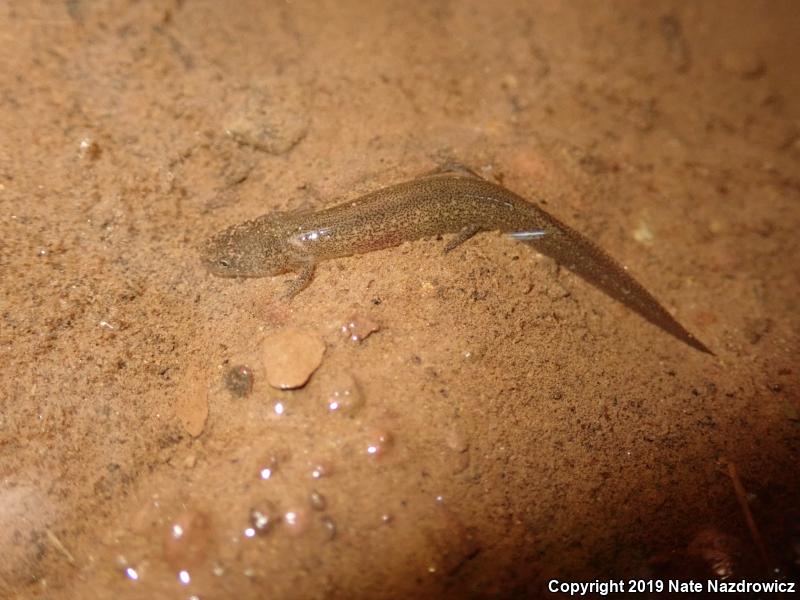 Northern Red Salamander (Pseudotriton ruber ruber)