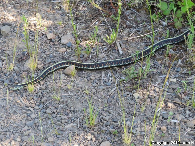 Red-Spotted Gartersnake (Thamnophis sirtalis concinnus)