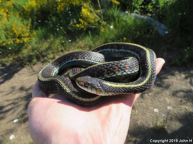 Red-Spotted Gartersnake (Thamnophis sirtalis concinnus)