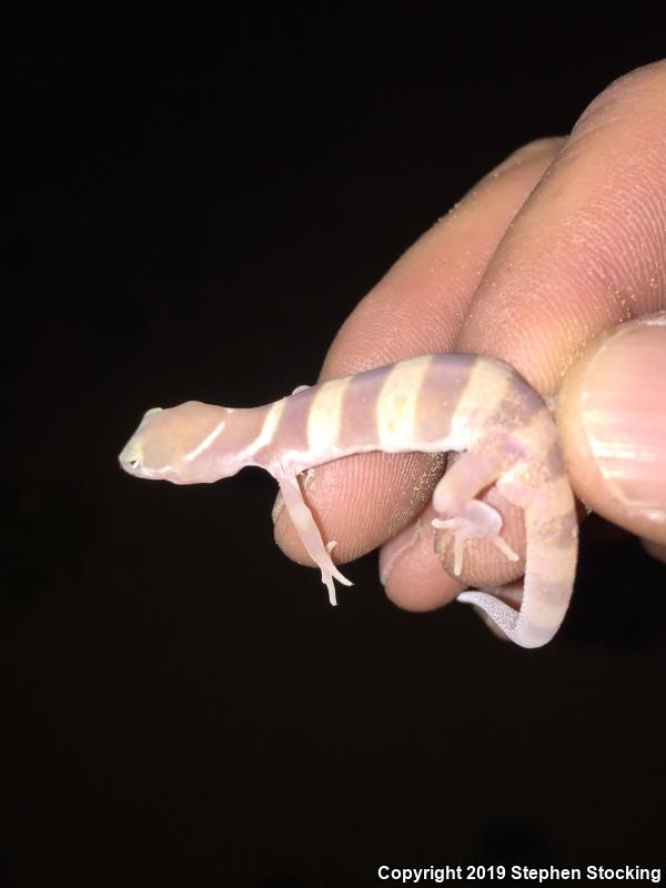 Desert Banded Gecko (Coleonyx variegatus variegatus)