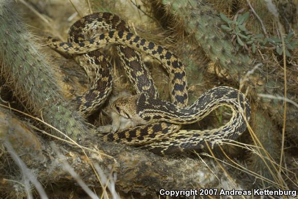 San Diego Gopher Snake (Pituophis catenifer annectens)