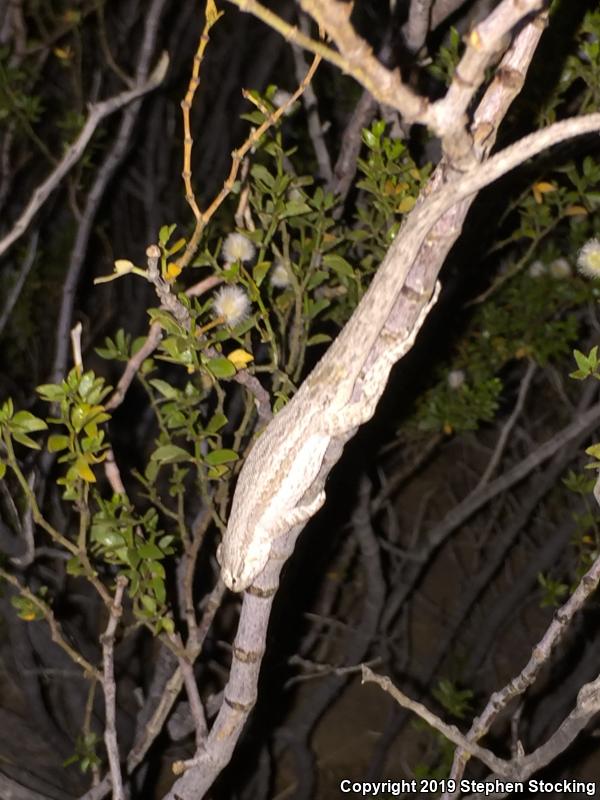 Western Long-tailed Brush Lizard (Urosaurus graciosus graciosus)