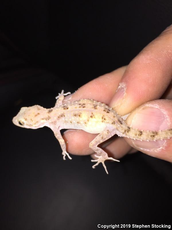 Rough-tailed Gecko (Cyrtopodion scabrum)