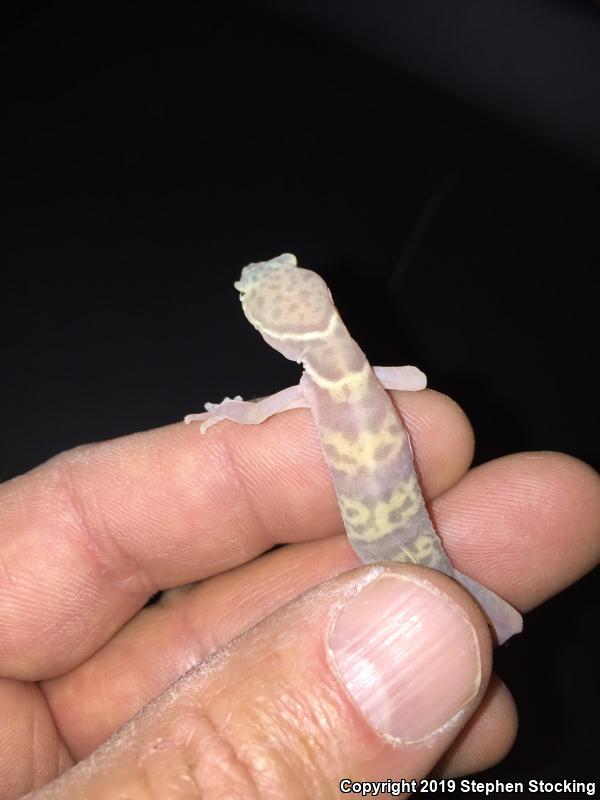 Desert Banded Gecko (Coleonyx variegatus variegatus)