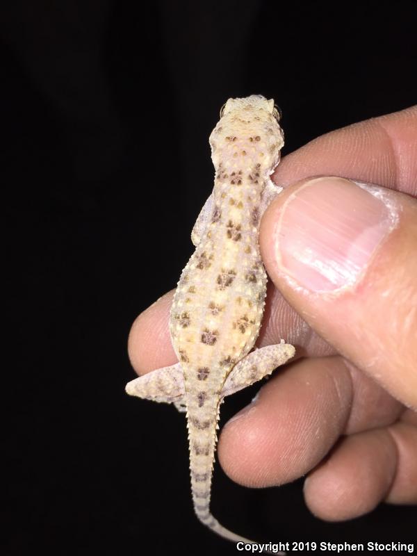 Rough-tailed Gecko (Cyrtopodion scabrum)