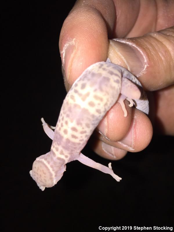 Desert Banded Gecko (Coleonyx variegatus variegatus)