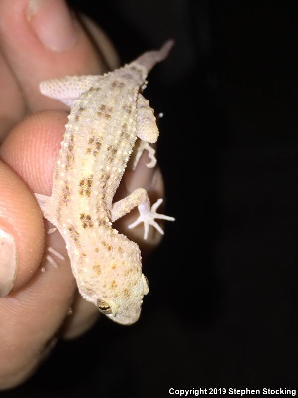 Rough-tailed Gecko (Cyrtopodion scabrum)