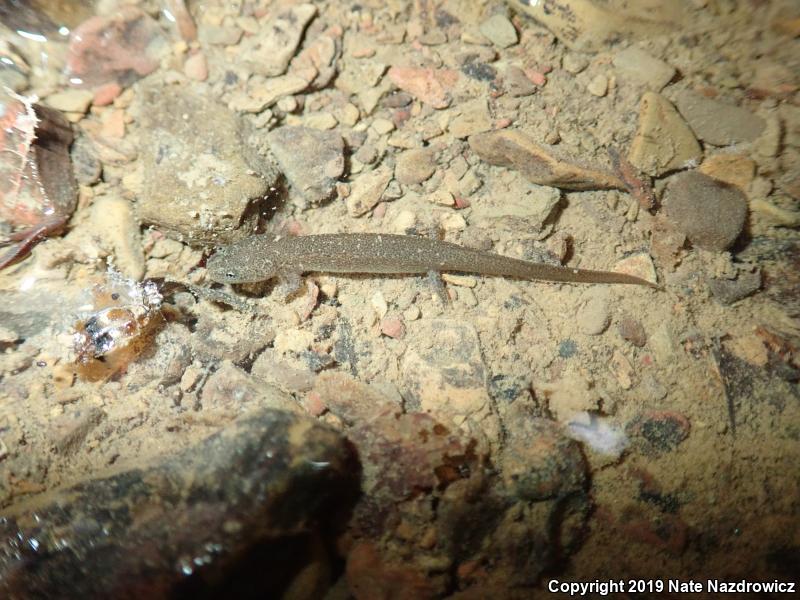 Northern Red Salamander (Pseudotriton ruber ruber)